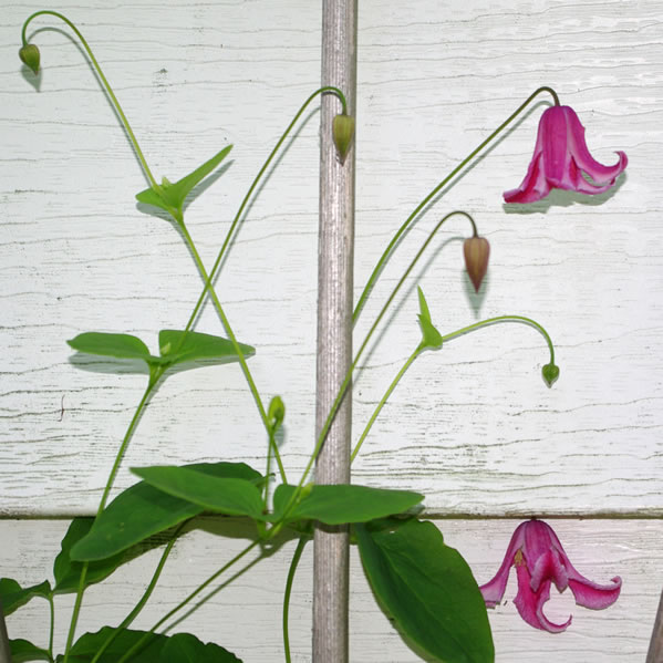 Clematis texensis Etoile rose